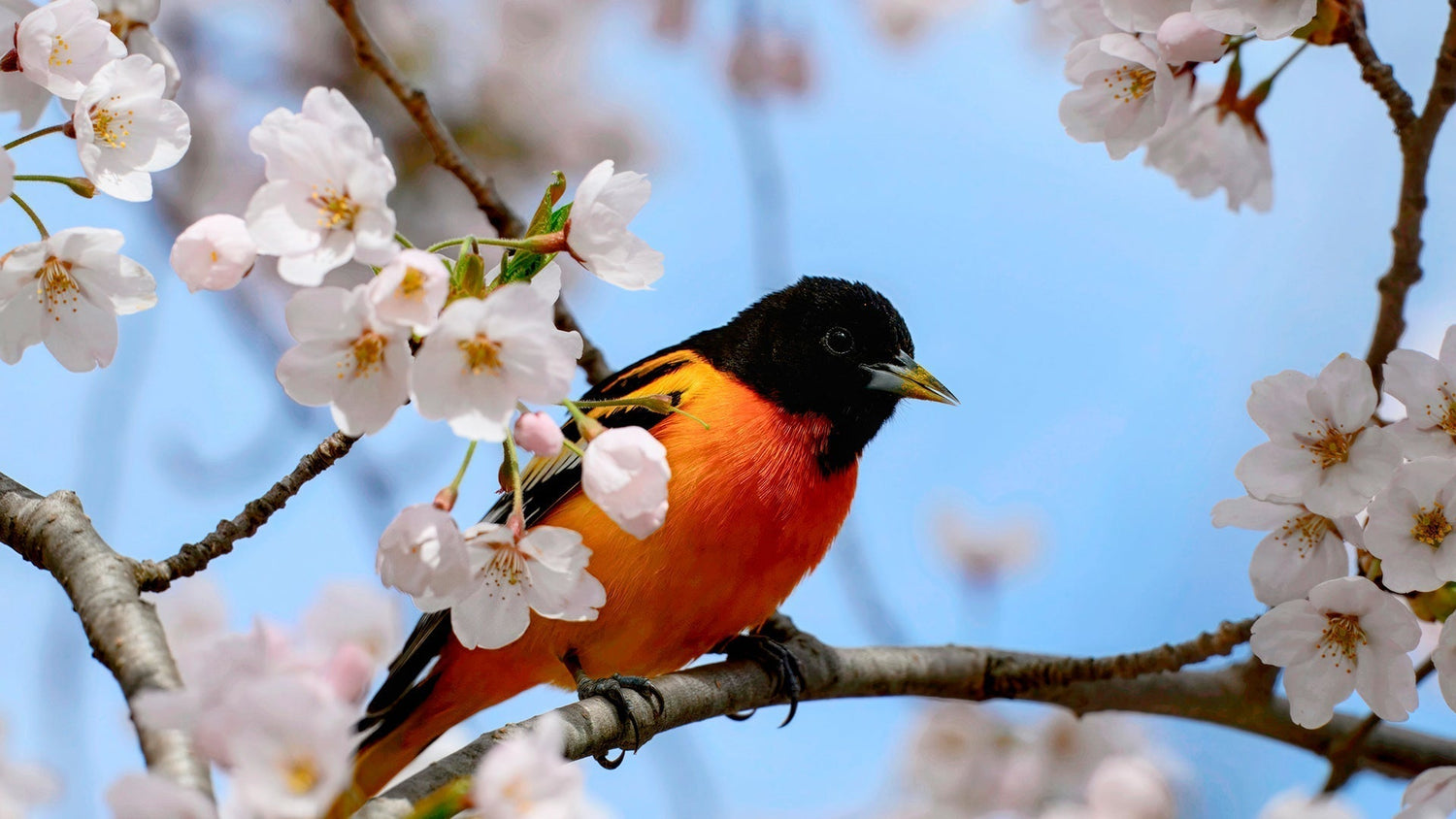 Make Your Backyard a Bird Paradise This Spring